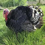 Bank View Farm Holiday Cottages